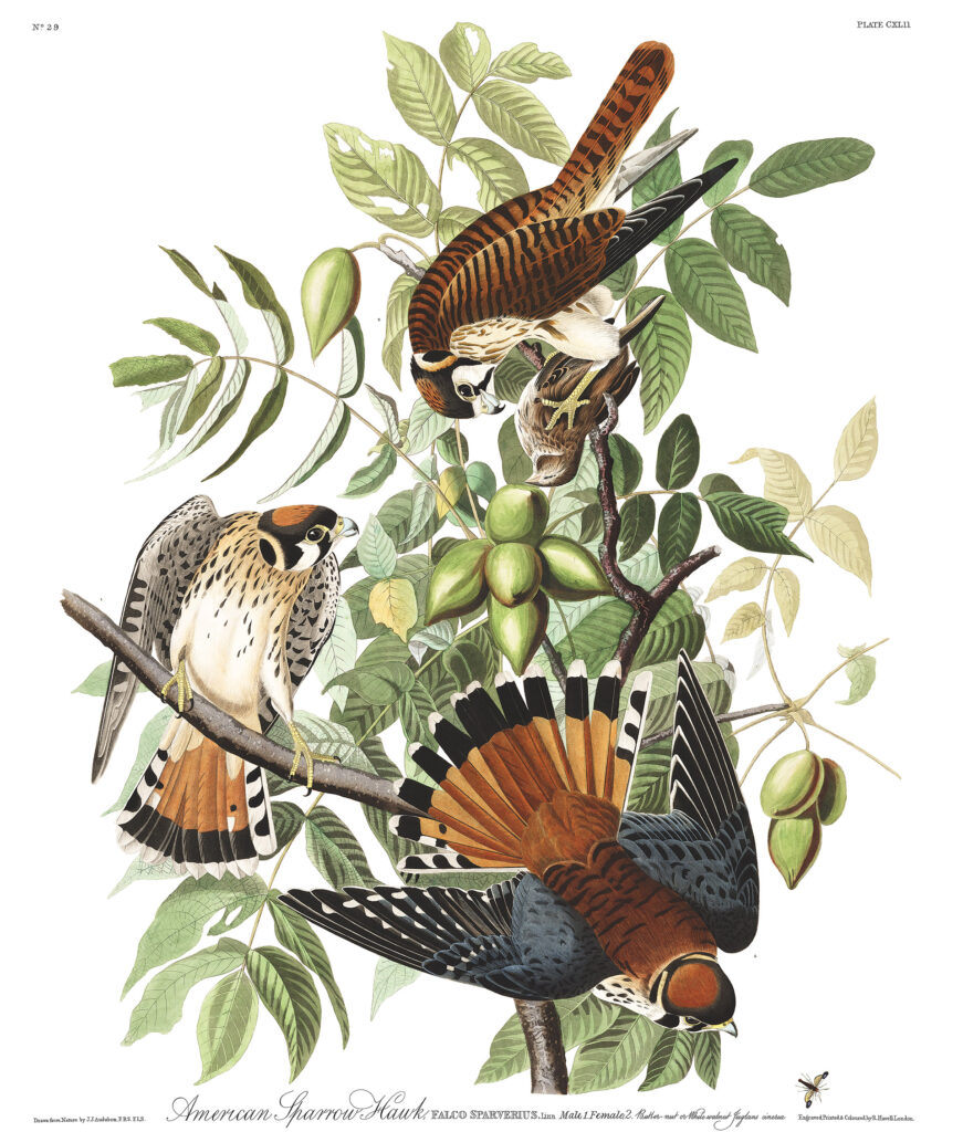 Audubon-American-Sparrow-Hawk