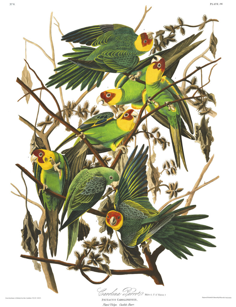 Audubon-Carolina-Parrot