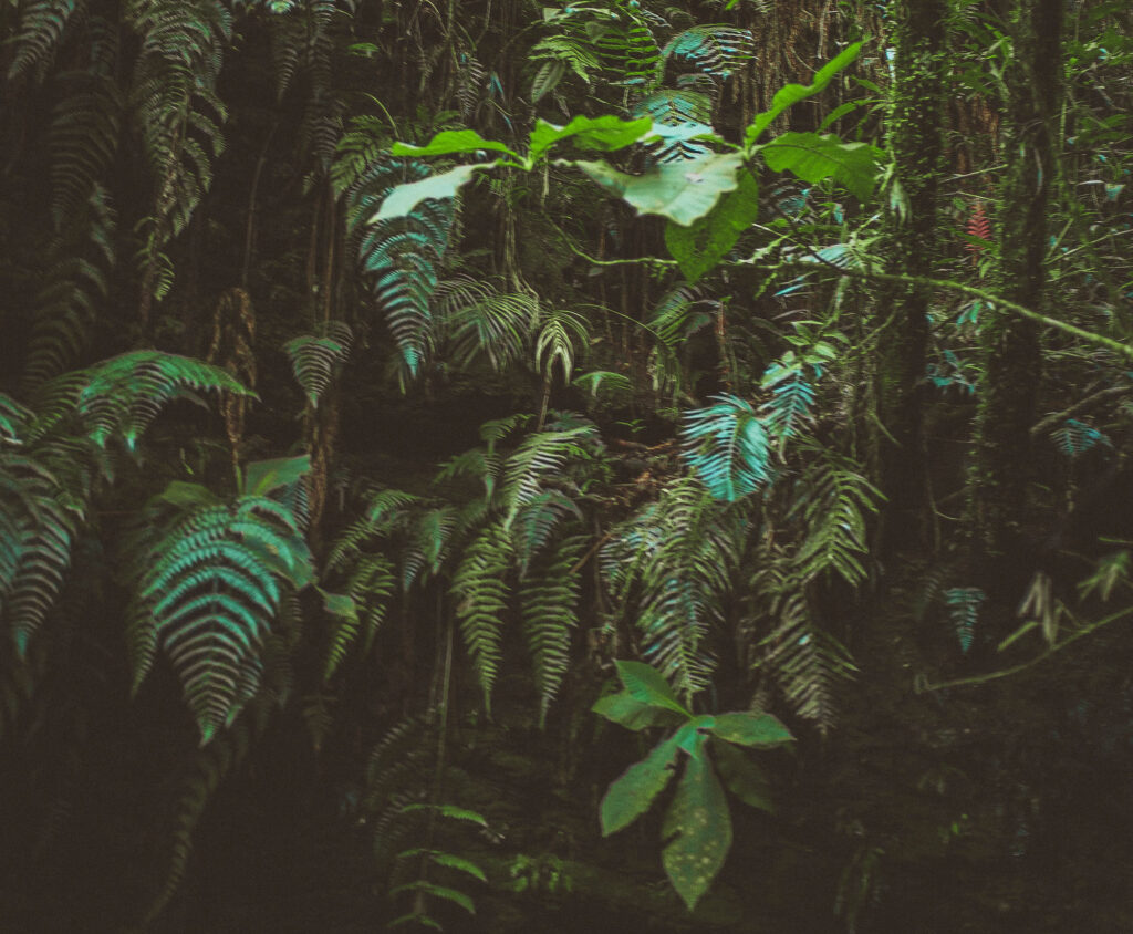 rainforest, jungle, photo: Lucas Pezeta