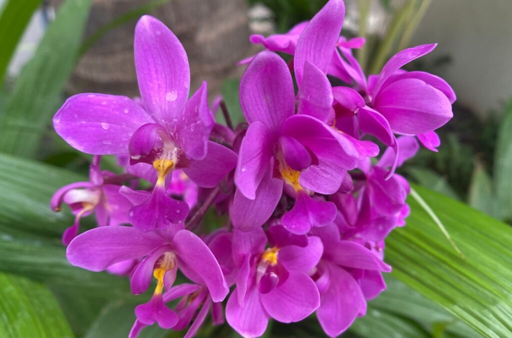 Costa Rica National Flower | Ecology Prime
