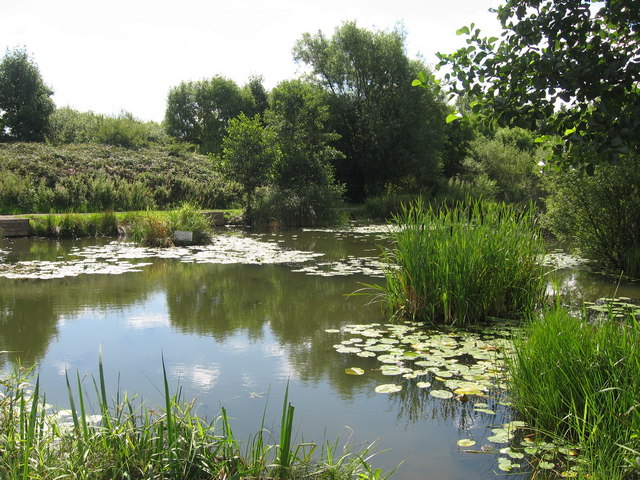 Pond, Clincton Wood Nature Reserve