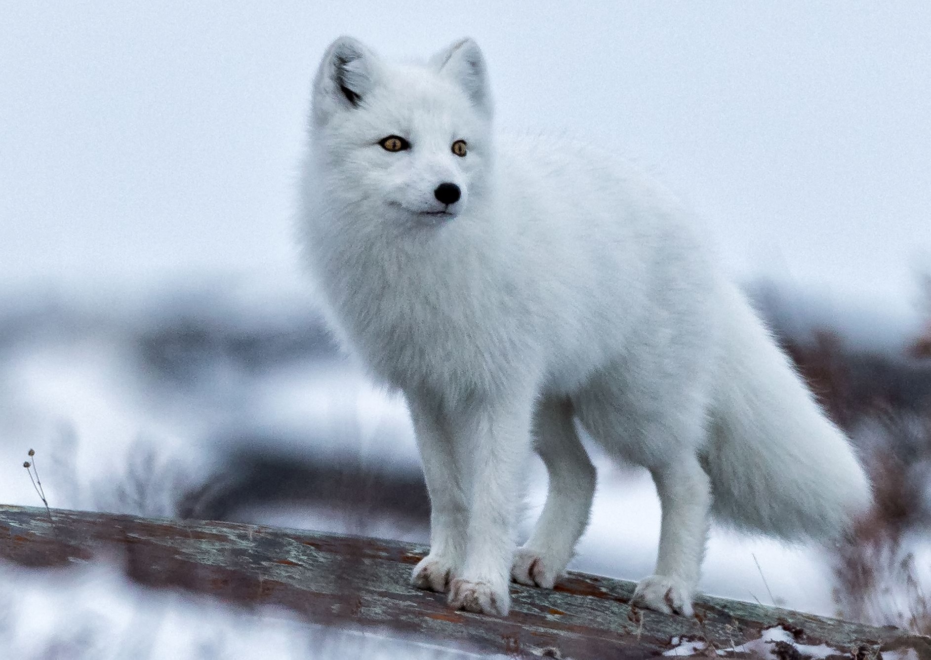 arctic fox eating plants