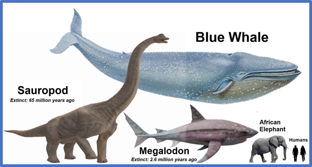 blue whale size comparison to megalodon