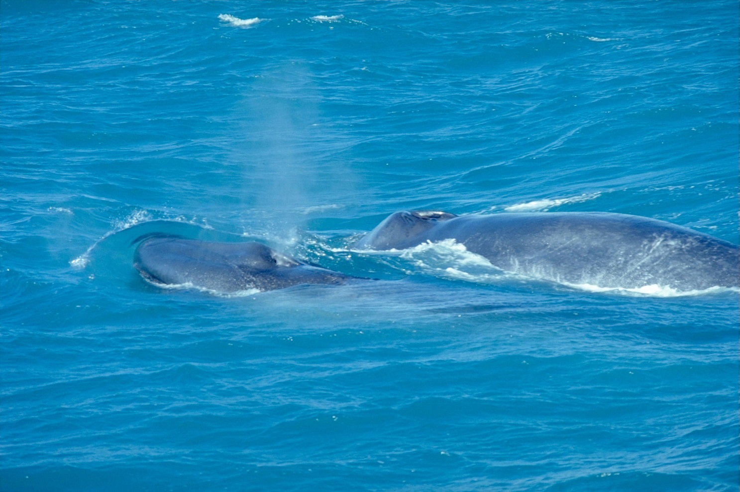 Blue Whale - Ecology Prime