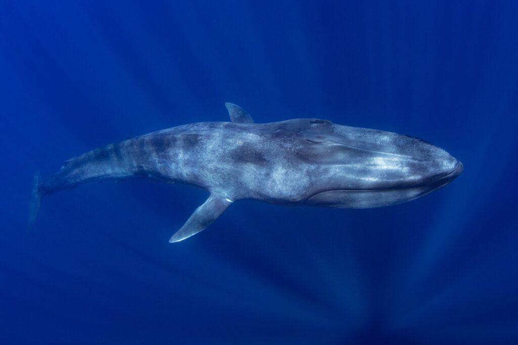 Blue Whale - Ecology Prime