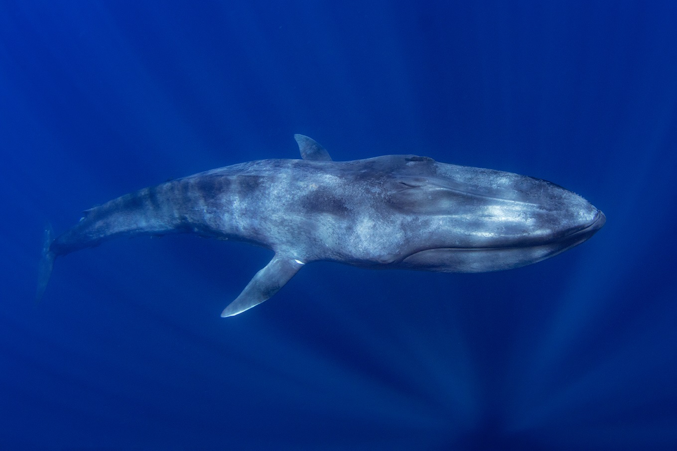 blue whale size comparison to megalodon