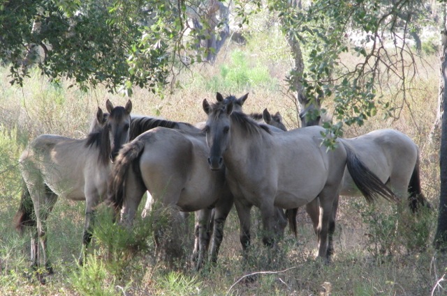 wild horses Vale de Zebro Reserve Portugal