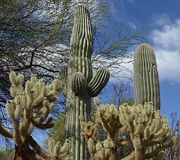 Saguaro cactuses are under threat because of climate change